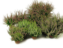 Ljung 'Calluna' Ø9 cm